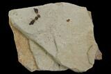 Pair Of Fossil Ants - Green River Formation, Utah #97433-1